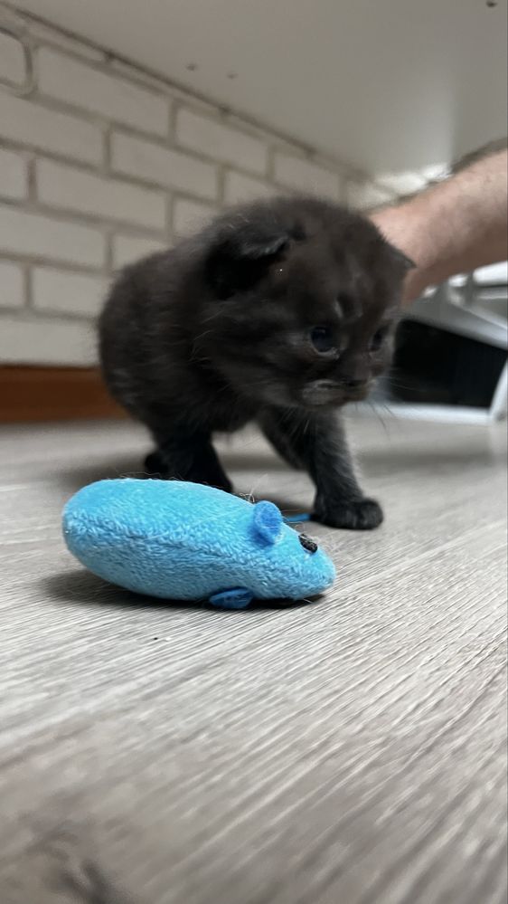 Продам котят вислоушек