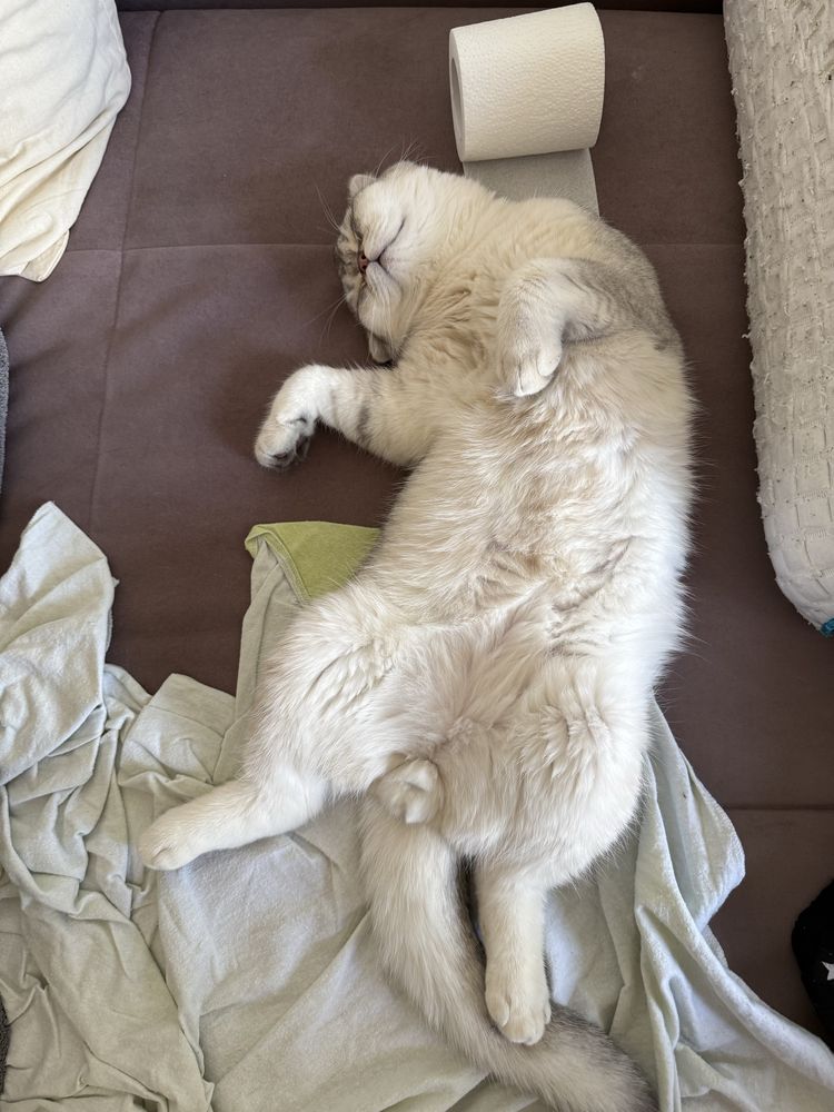 Кот на вязку вислоухий