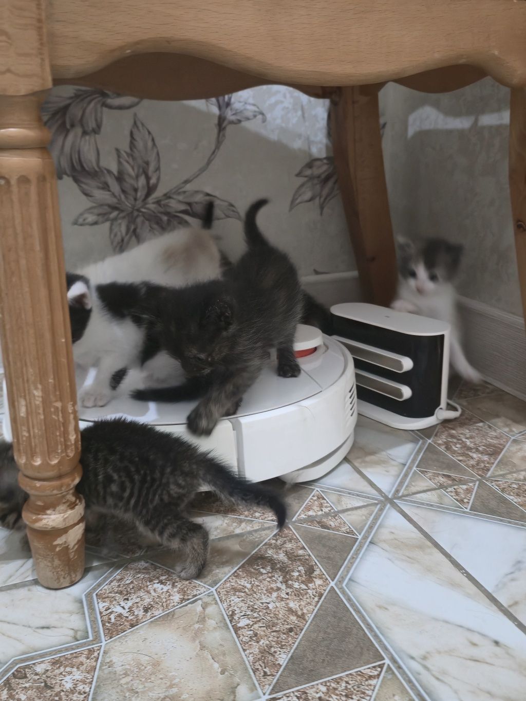 Котята домашние!