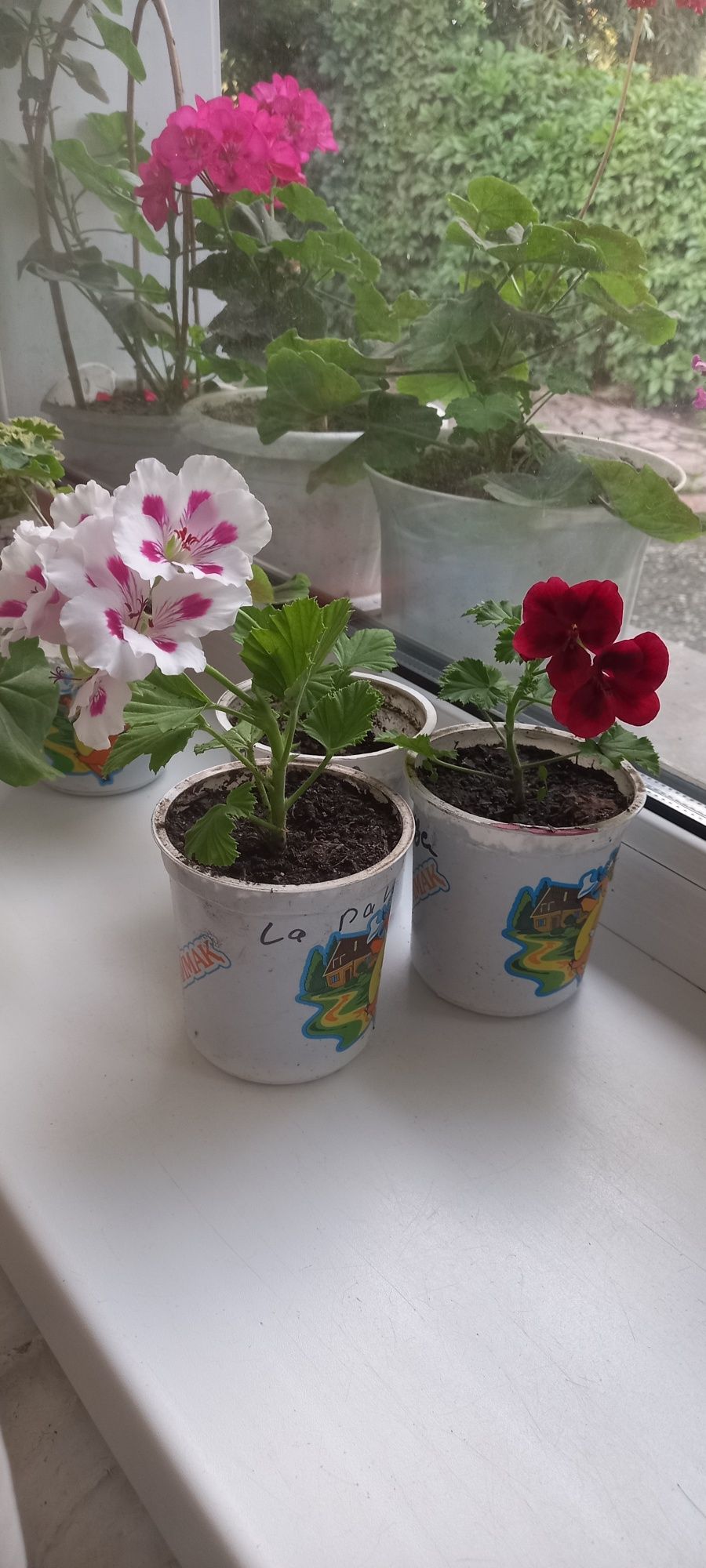Продам  королевские  герани,ангелы,плющелистные, зональные.