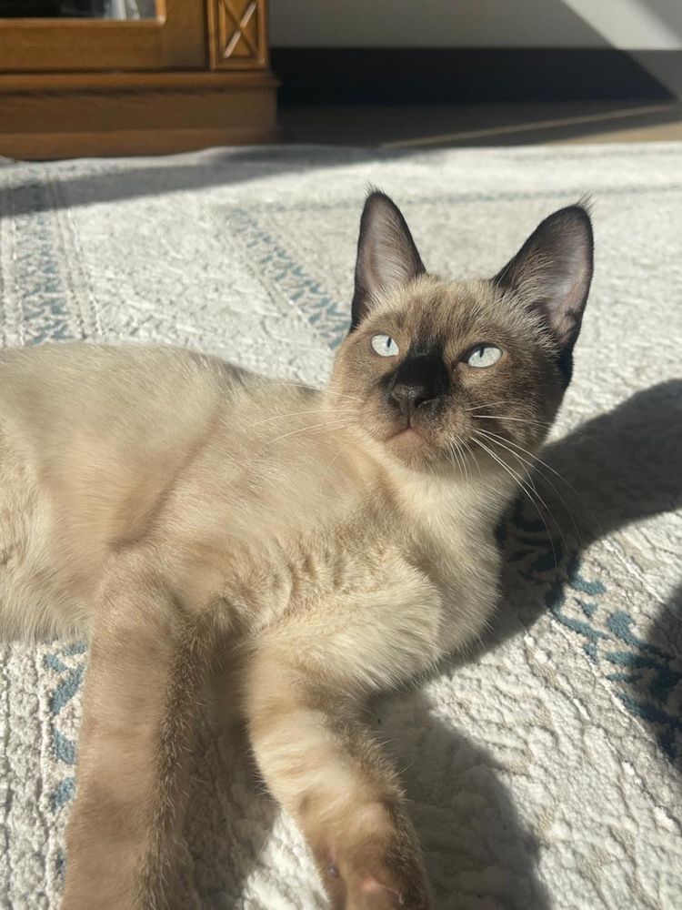 Сиамский Котенок