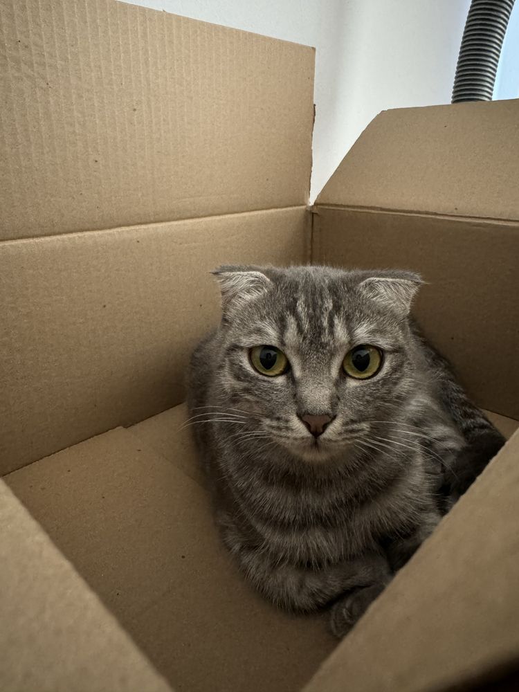 Кошка с котеком отдам в хорошие руки
