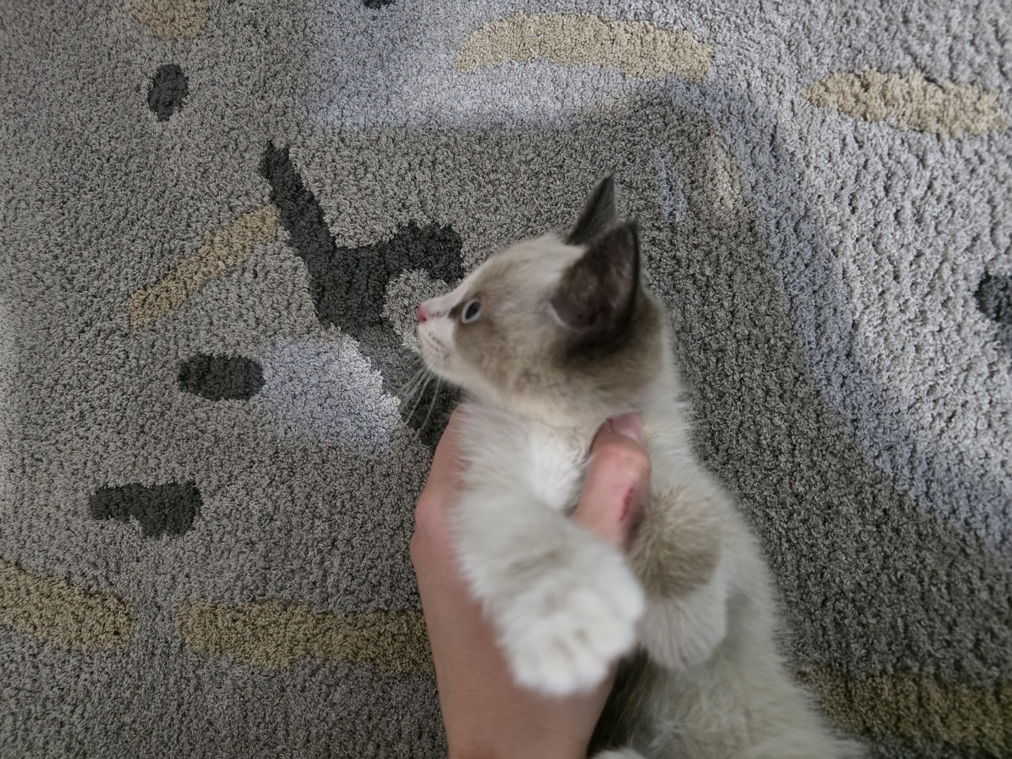Прекрасный котик