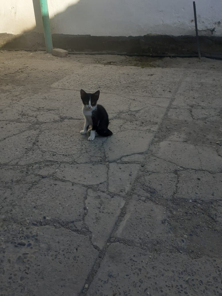 Отдам котят в добрые руки