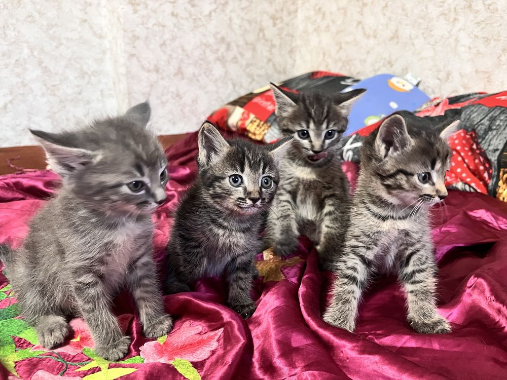 Отдам котят в добрые руки