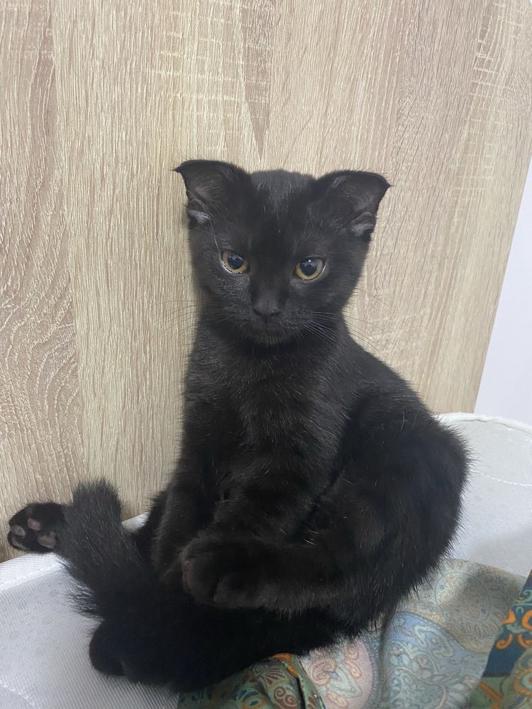 Отдам кошку шотландка вислоухая