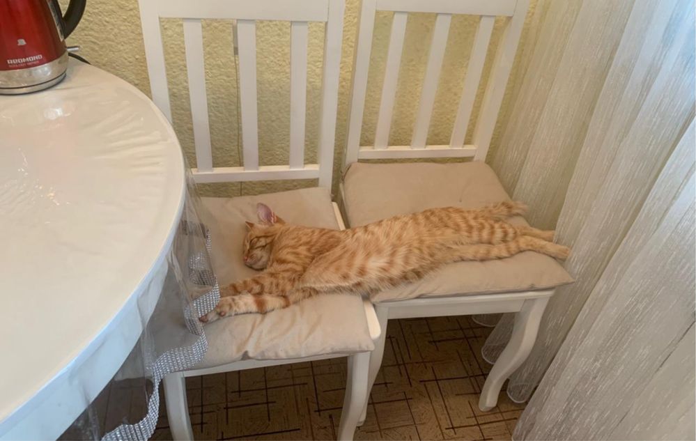 Отдадим котенка даром в хорошие руки!!!