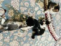 Бесплатно отдадим 4 котята заберайте .приученные к песку,едят корм