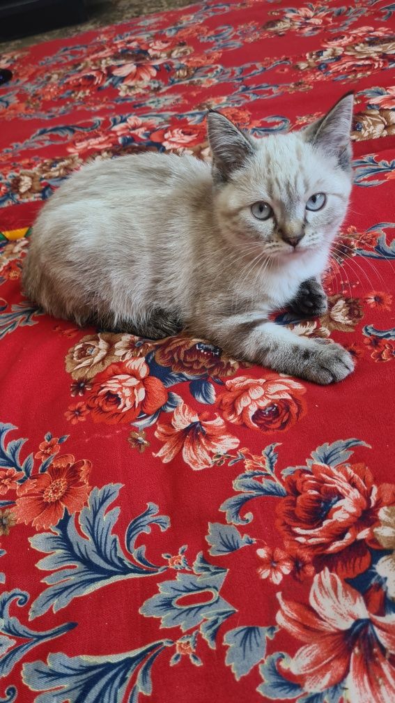 Шотладский котик, 3 месячный котёнок