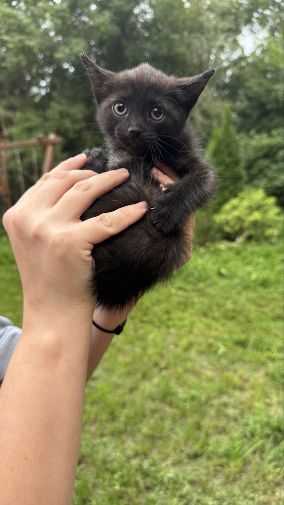 Котята ищут любящих хозяев