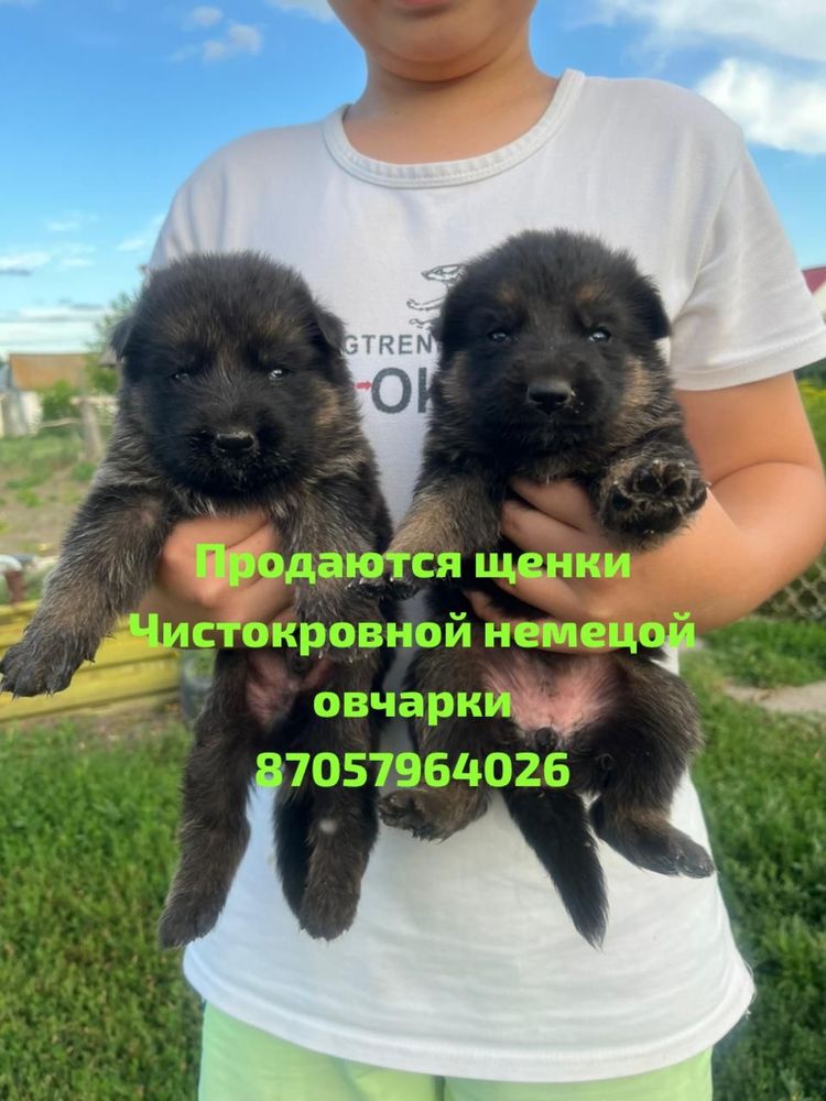 Немецкая овчарка