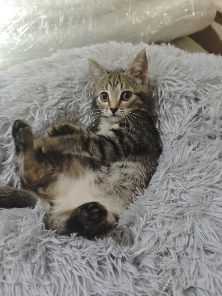 Отдам котят в добрые руки