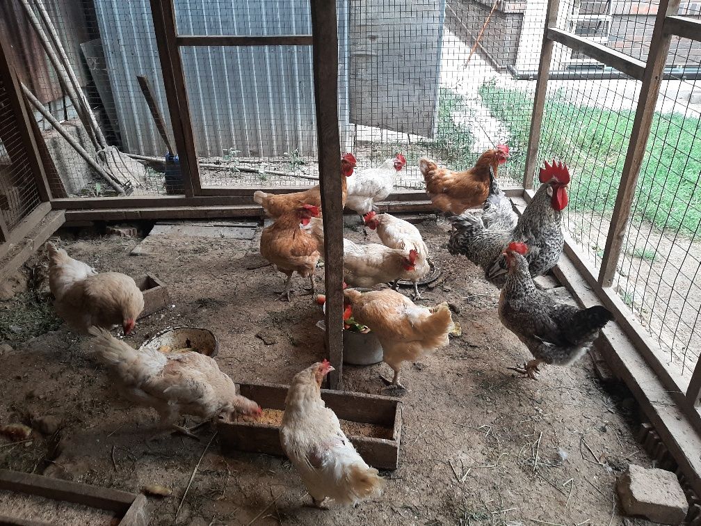Продам годовалые домашние куры