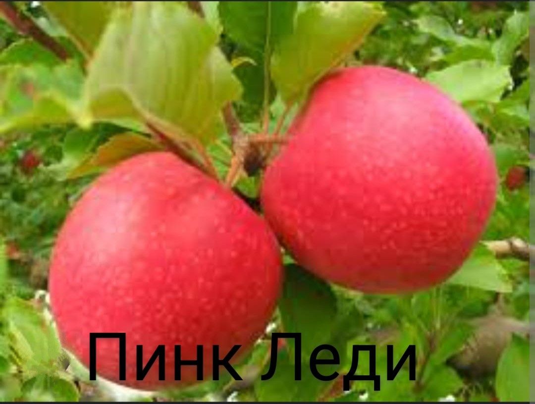 "Алма жеміс-жидек көшеттерін сатамыз/Продаем саженцы яблок,ягод и фрук