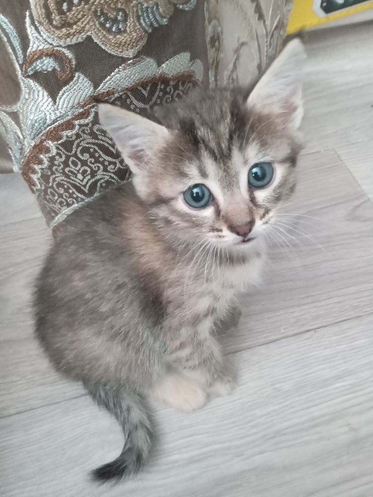 Отдам котенка девочку