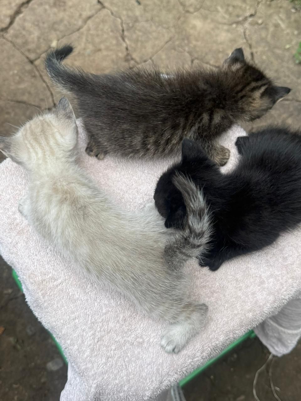 Котёнки 4 недельные, отдадим в хорошие руки