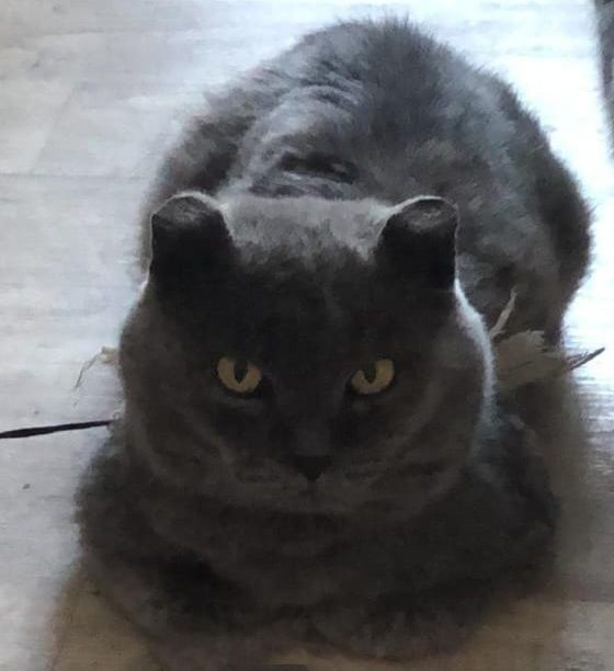 Вязка кот шотландец