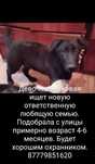 Отдам щенка девочка