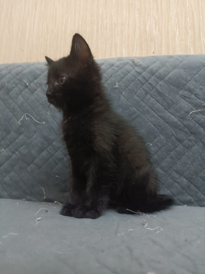 Котята в надёжные ручки