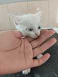 Отдам котят белых и пушистых