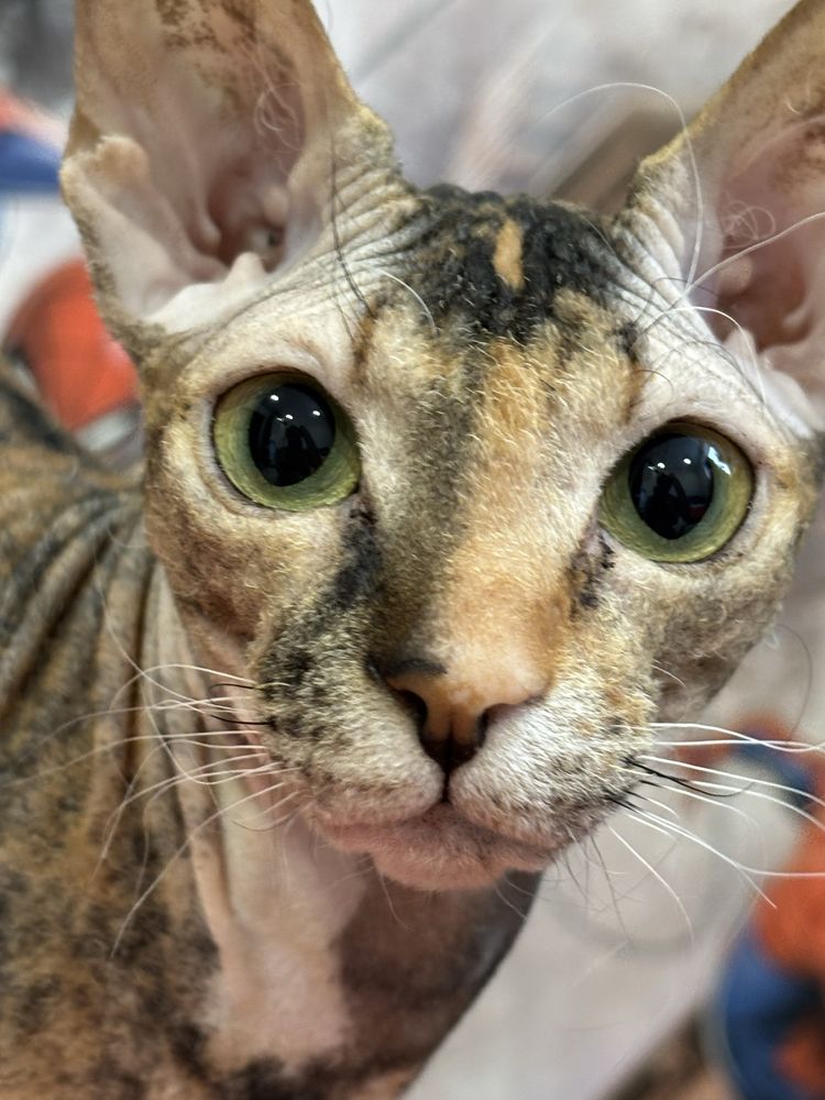 Кошечка ищет кота для вязки