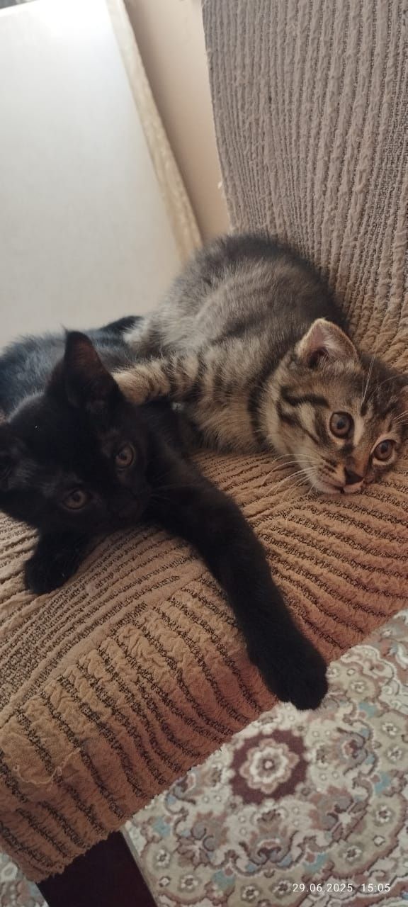 Котята вислоухие  2 месяца.