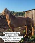 Продается жеребец