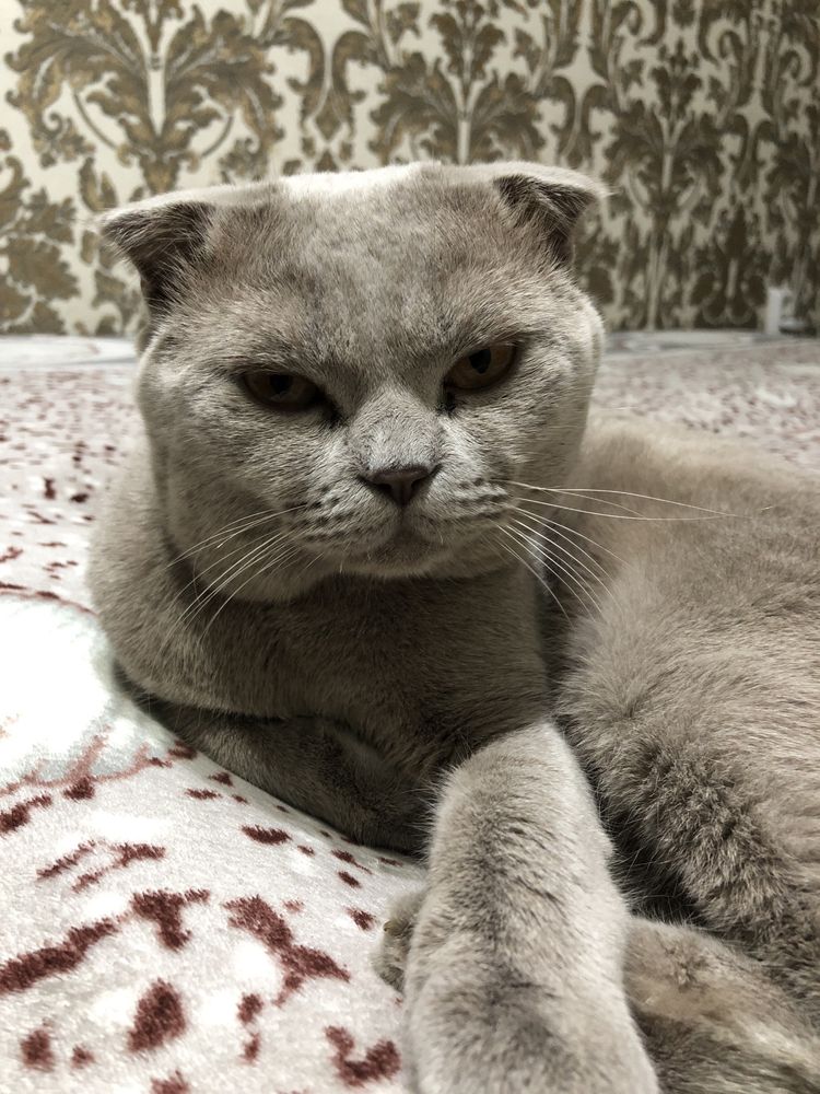 Вязка красивого кота