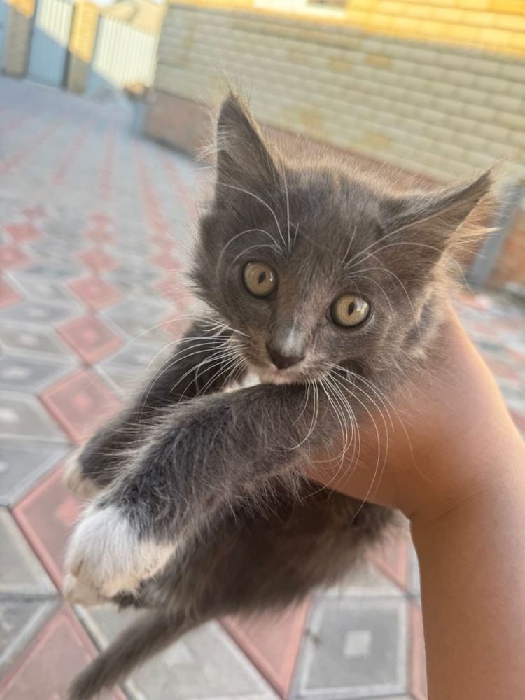 Котята 2 шт, самостоятельно кушают