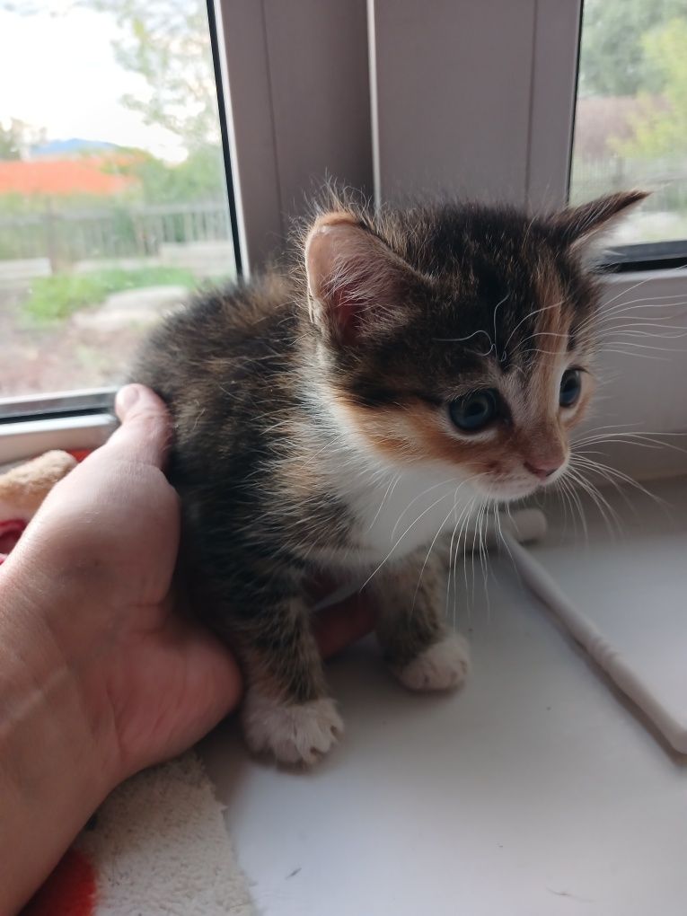 Отдам котят в хорошие руки!