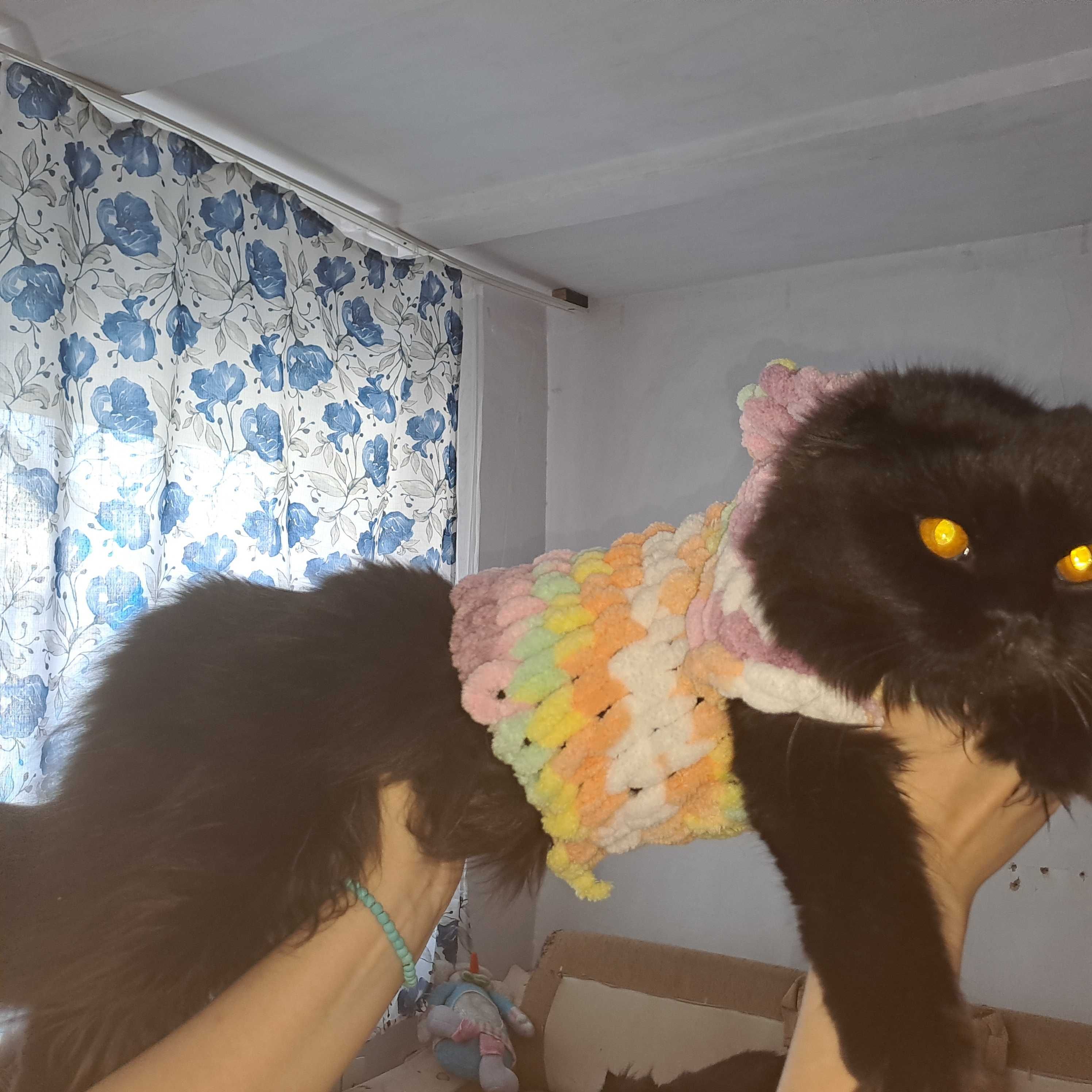 Кот скотишфолд для вязки