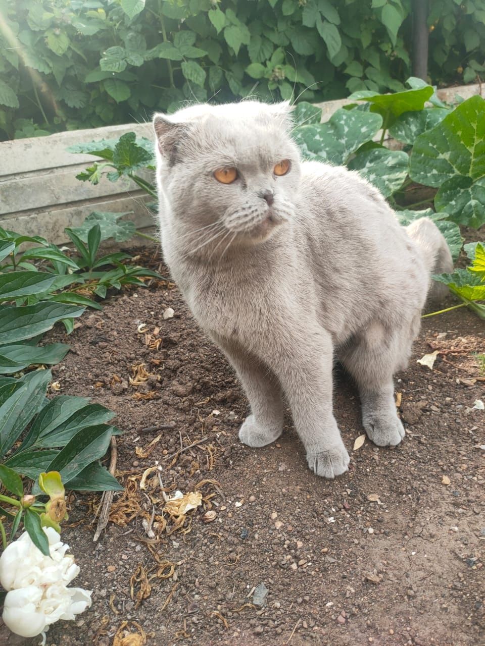 Отдам в добрые руки