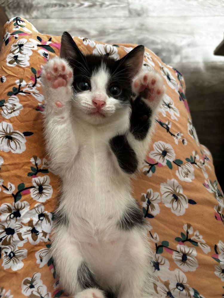 Красивые, милые, ухоженные котята