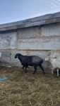 Продам срочно овцу крупную и жирную недорого