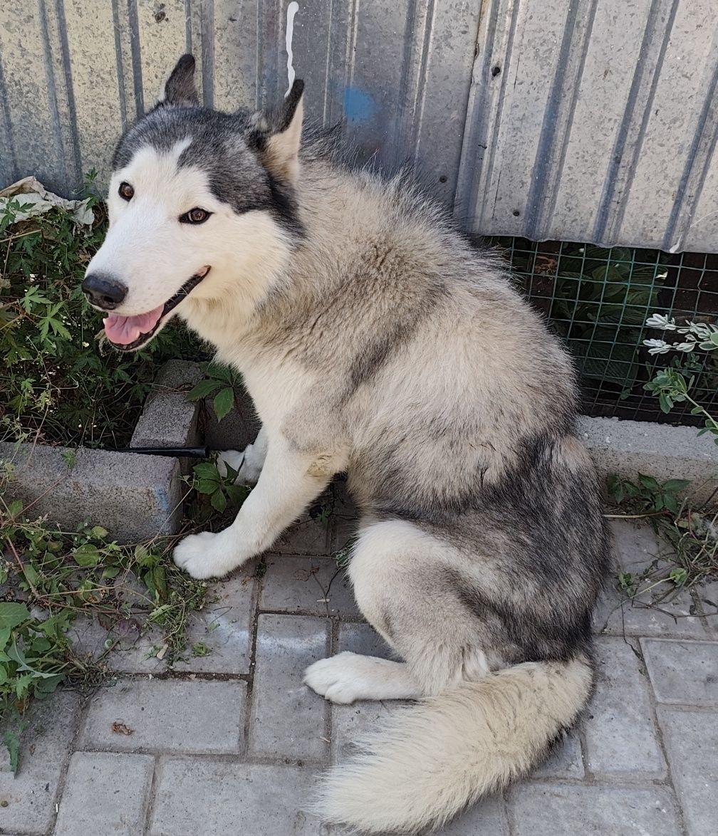Хаски, 8 лет, бесплатно, в сельскую местность