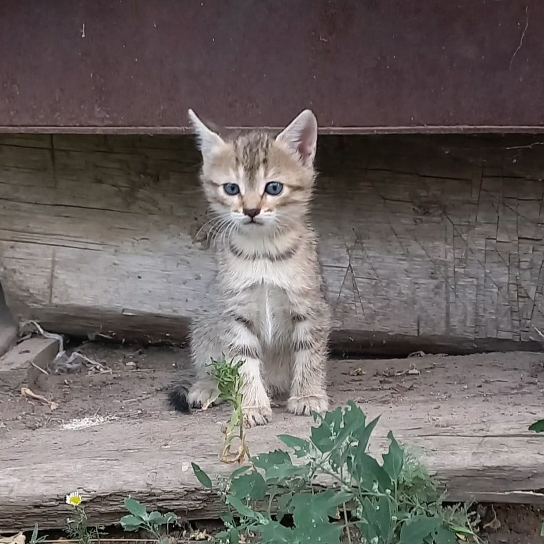 Отдам котят в добрые руки