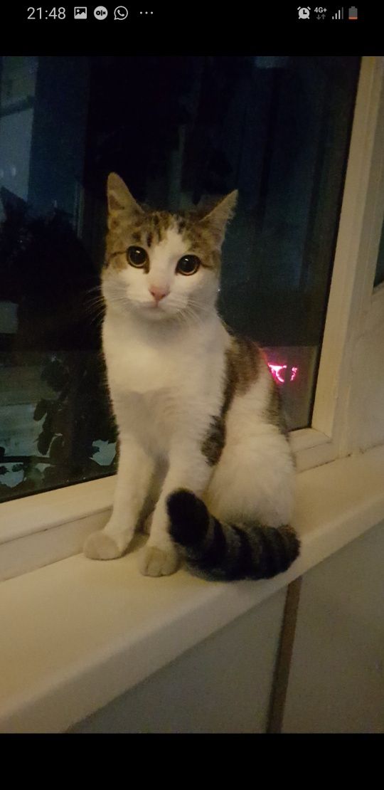 Котик ищет дом кастрирован
