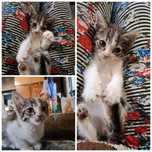 Активные котята Девочки