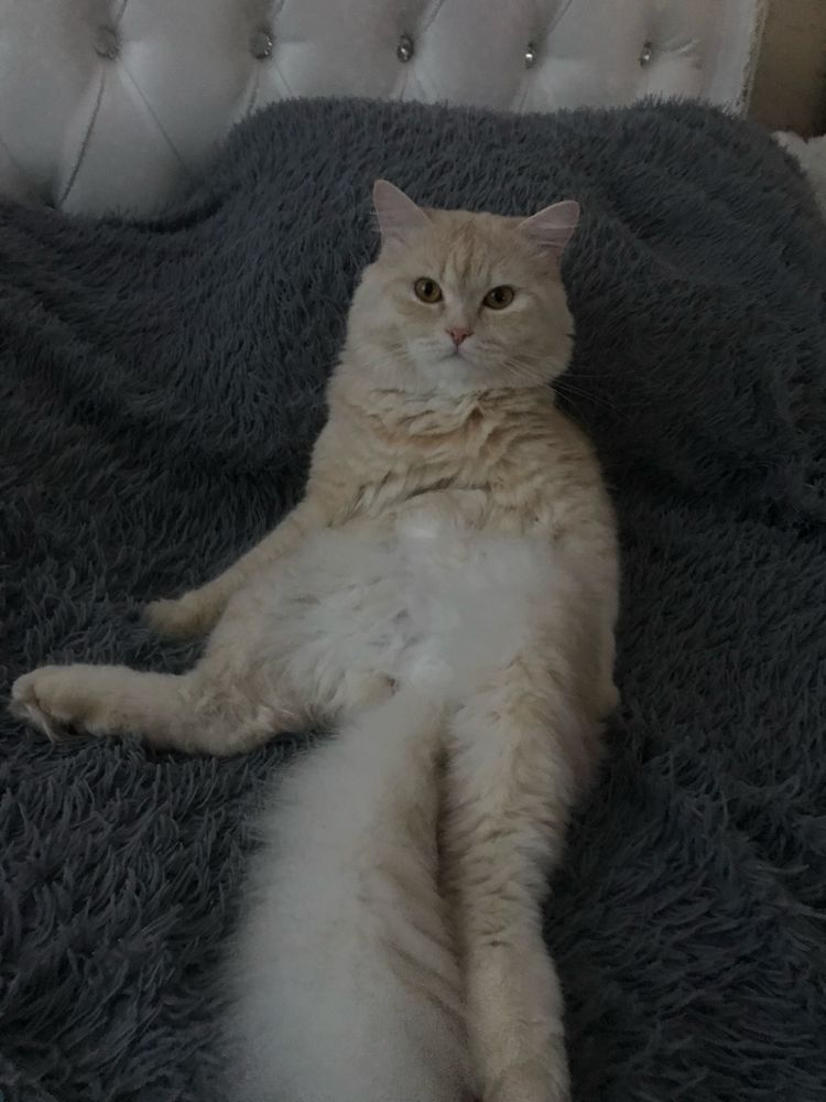 Породистый кот для вязки