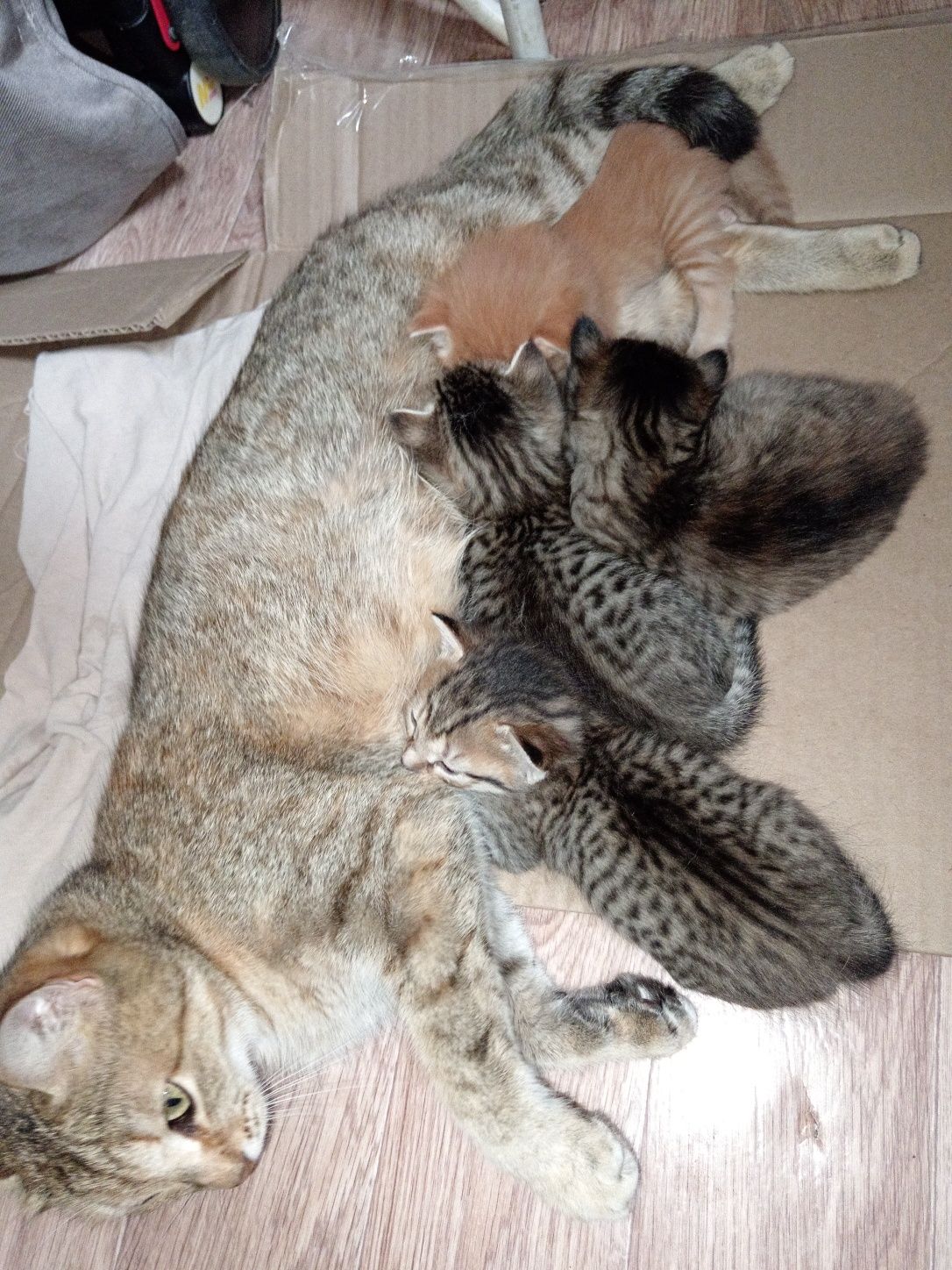 Котята в добрые руки, малыши ищут новый дом