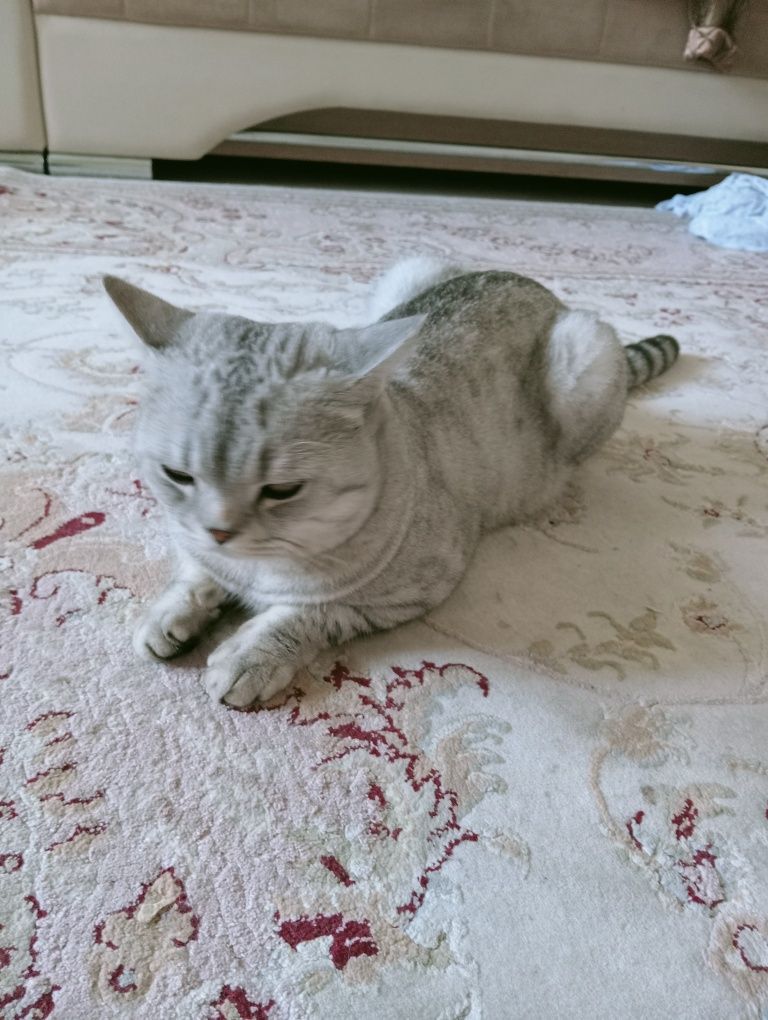 Мир животных кошка