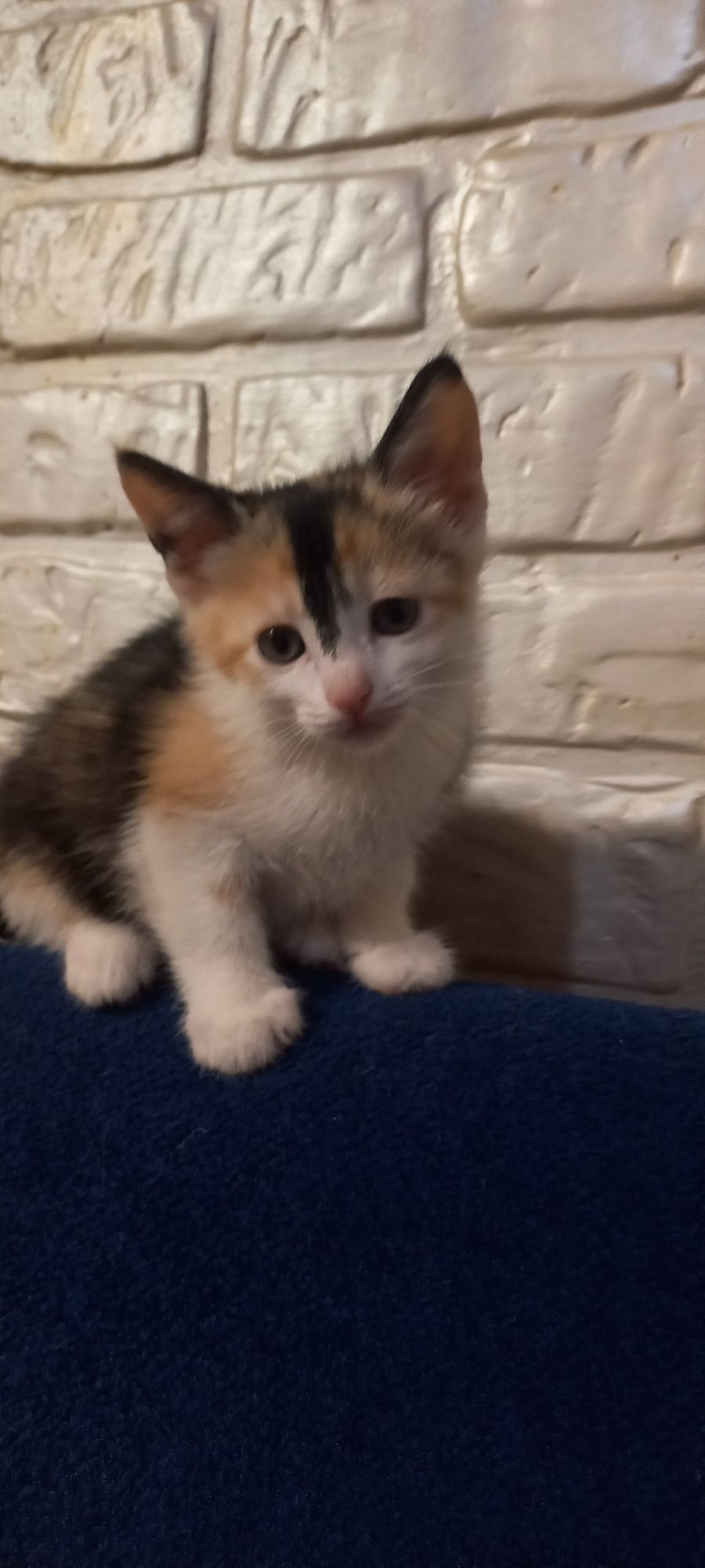 Отдам котят в хорошие руки