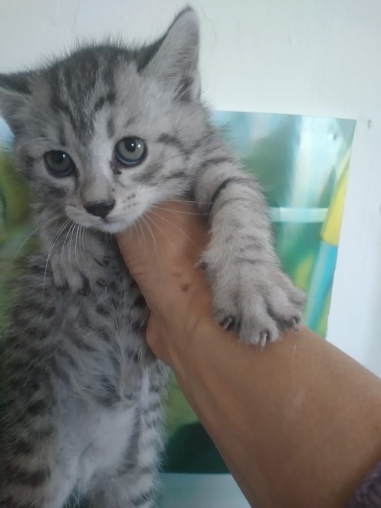 Одам в добрые руки котя