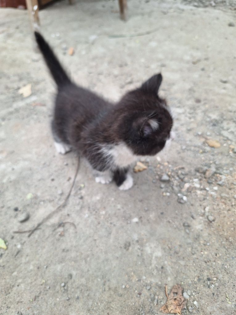 Отдам даром Котёнка