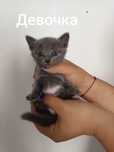 Отдам котенка в добрые руки
