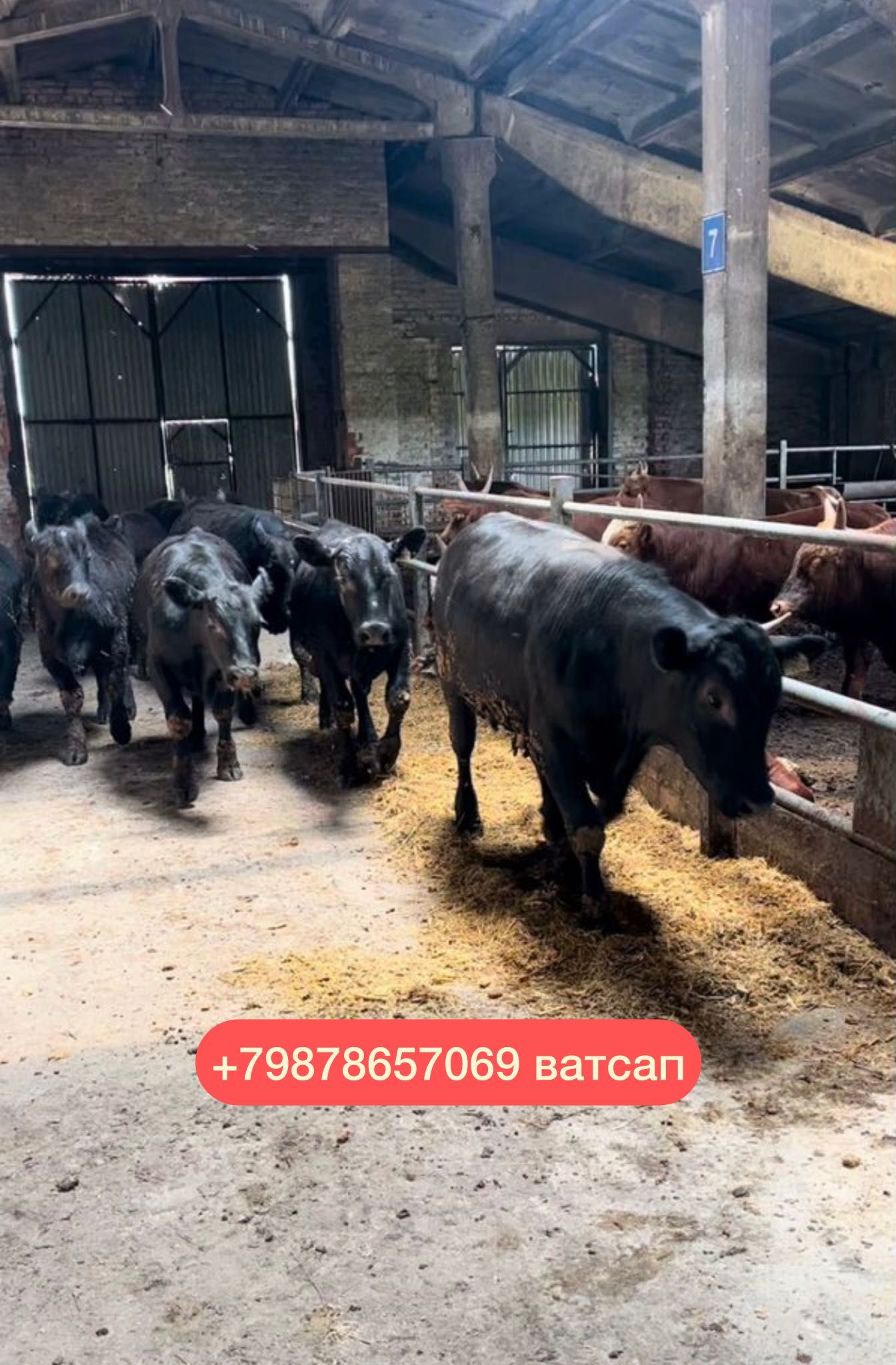 Продам бычки ангусы
