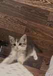 Продам котёнка мальчик