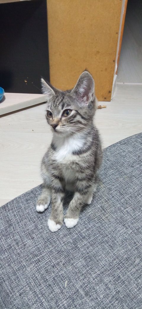 Котенок в добрые руки