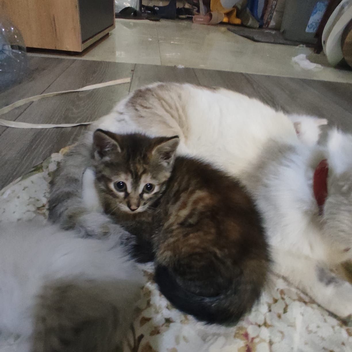 Отдам бесплатно умных и красивых домашних котяток