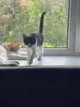 Мальчик, котик ищет самую любящую семью!